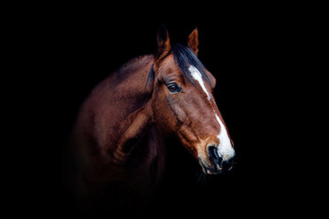 Fine art head portrait of a bay brown trotter horse gelding isolated on black background - obrazy, fototapety, plakaty