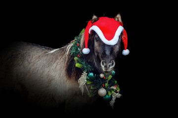 Portrait of a cute dun shetland pony wearing festive christmas decorations in front of black...