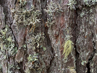  Wood texture, bark with green moss. Coniferous trees in the forest. Hiking and tourism concept. travel background.