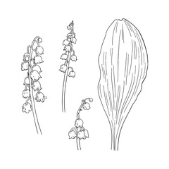 Lily of the valley flower sketch. Hand drawn vector illustration.