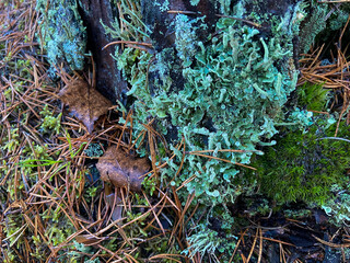Green moss in its natural environment, with forest growths and dry tree needles, branches. Soil cover, moss undergrowth. The concept of tourism, travel, vacation.