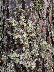  Wood texture, bark with green moss. Coniferous trees in the forest. Hiking and tourism concept. travel background.