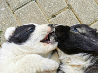 Two little dogs are playing on the ground showing their fangs