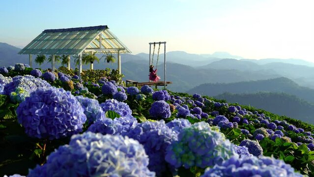 Woman swing rides in garden with blooming blue hydrangeas flowers, Chiang Rai, Thailand.