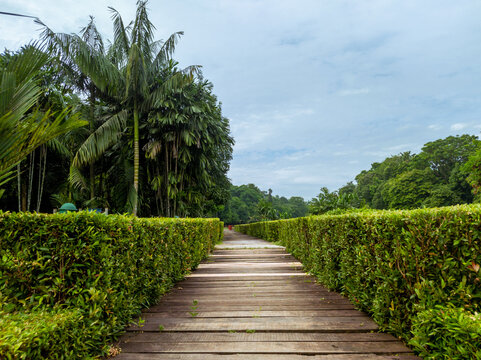 Beautifull view in garden with wooden flooring and green hedges © Ricky Kurniawan