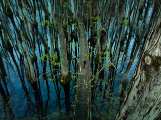 aerial view of cypress swamp on natchez trace parkway

