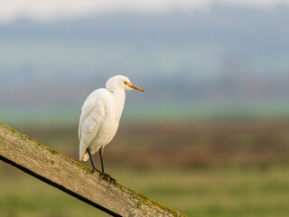 Cattle Egret Perched on a Fence