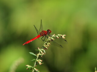 赤トンボ
