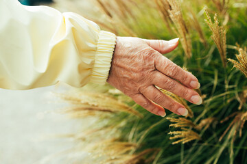 Close up of woman hand reaching for a soft golden green pampas grass in autumn season. High quality...