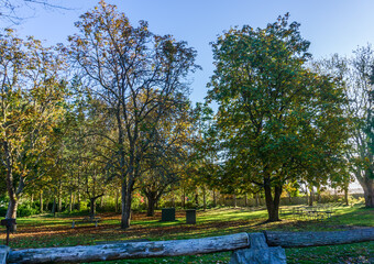 Autumn Tree At Ocean Park
