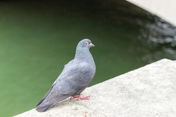 pigeon in the city