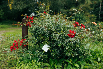 Delicate red roses in a full bloom in the garden. Close-up photo. Dark green background. Orange floribunda rose in the garden. Garden concept. 