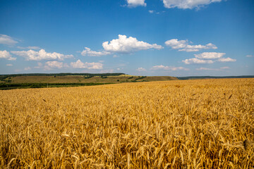 golden field with spikelets of ripe wheat