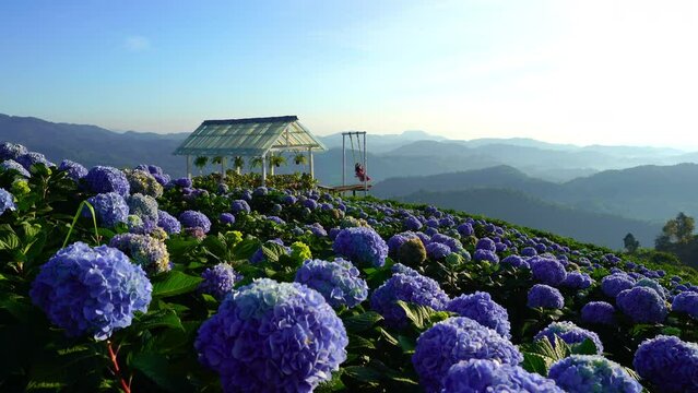 Woman swing rides in garden with blooming blue hydrangeas flowers, Chiang Rai, Thailand.