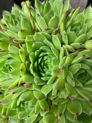 close up of a green cactus house plant 