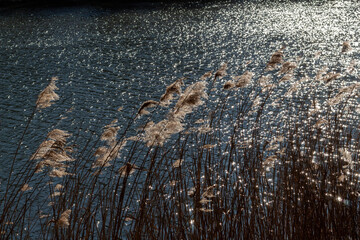 reeds in the water