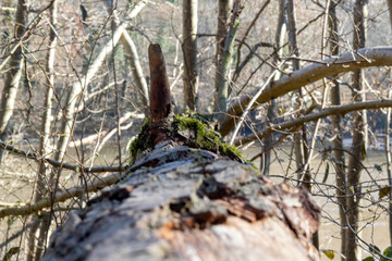 tree in the forest