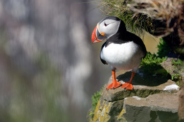 Puffin on rock near Latrabjarg, Iceland