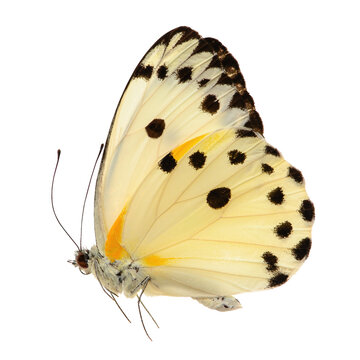 Fototapeta Butterfly isolated on white background. Belenois calypso