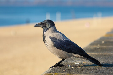Hooded crow close-up on a sunny day