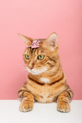 Fototapeta na wymiar Beautiful Bengal cat with a hairpin on her head on the background.
