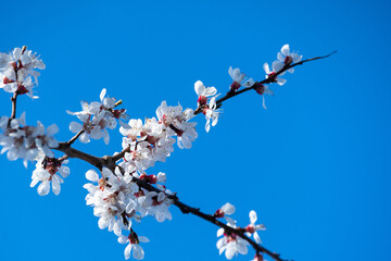 Flowers of the cherry blossoms on a spring day