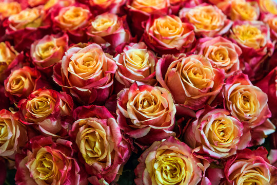 close-up roses texture natural background in orange tones