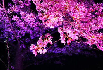 ライトアップされた夜桜