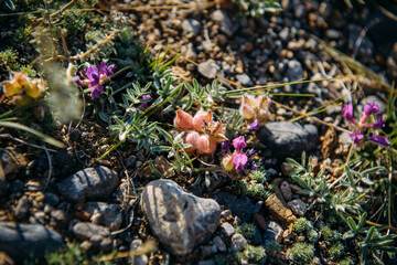 Mountain floral background. Plants on a rock face.