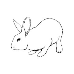 White rabbit ink sketch. Hand drawn vintage vector illustration.
