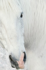 beautiful fine art  portrait  of white horse.
