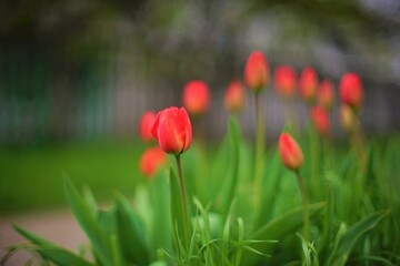 Obraz premium Young red tulip flowers with red closed buds grows in spring garden