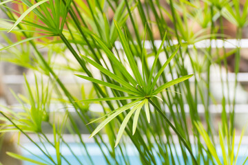Green papyrus plant