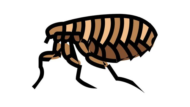 flea insect color icon animation