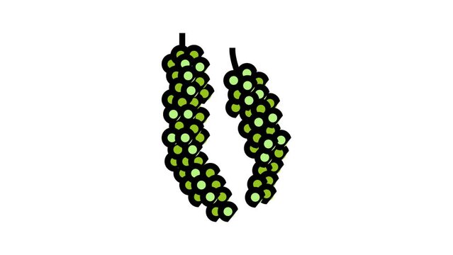 bunch of black pepper color icon animation