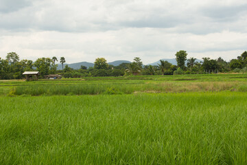 green rice field in Thailand