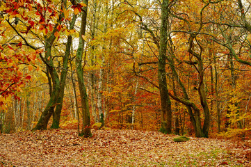 Forest in autumn