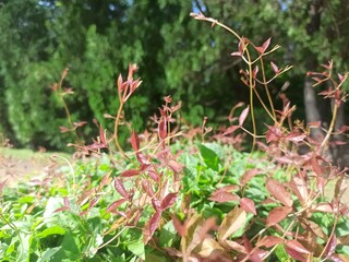 red and white flowers