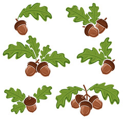 Acorns set. Collection icon acorns. Vector
