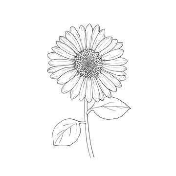 Sunflower. Vector colourful hand drawn outline illustration.