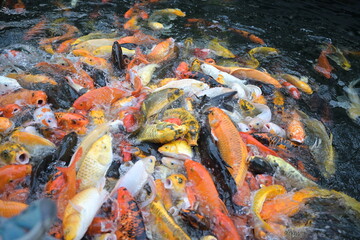 Fototapeta na wymiar Colorful Carp (Cyprinus carpio haematopterus) swimming in the pond. Koi fish opening its mouth to suck food on water . Koi carps fish have many colors of scales such as orange, gold, black, and red.