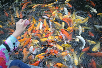 Female tourists pouring food to koi fish swimming in the pond. Koi fish open their mouths and...
