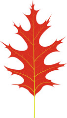 Autumn Red Leaf of Swamp Oak (Quercus palustris)