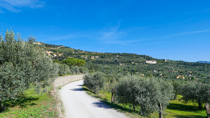 A path along the olive trees, with mountains, houses and trees in front. The whole landscape is flooded with sunlight.