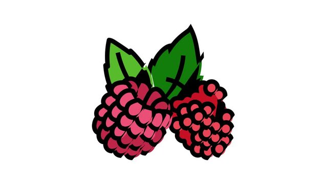 raspberry plant leaf fresh color icon animation