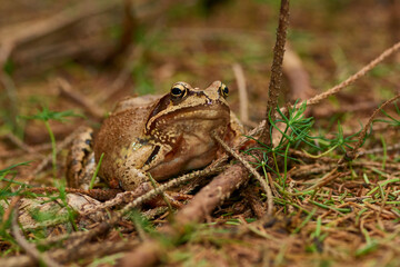 Grasfrosch im Herbst im Wald	