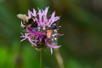 Veränderliches Widderchen(Zygaena ephialtes) und eine Hummel