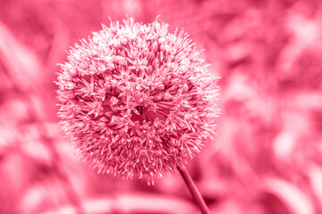 Trendy color of the year 2023. Flower of globular shape toned in viva magenta color. Decorative bulbous perennial plant