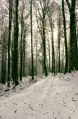 Winter landscape. Beech forest with the sun filtering weakly through the branches. Particular light, light haze. Pian Cansiglio, Italy. Vertical image.