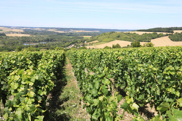 Fototapeta na wymiar Vineyard in Yonne, Burgundy, France